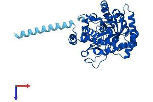 DHODH Protein (AA 1-395) (His tag)