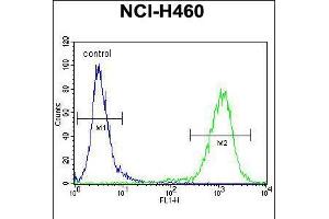 Flow cytometric analysis of NCI-H460 cells (right histogram) compared to a negative control cell (left histogram). (MIER2 Antikörper  (N-Term))