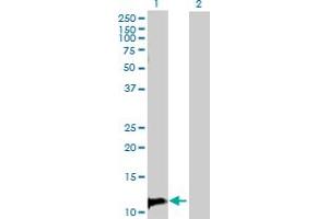 Western Blot analysis of TANK expression in transfected 293T cell line by TANK MaxPab polyclonal antibody. (TANK Antikörper  (AA 1-119))