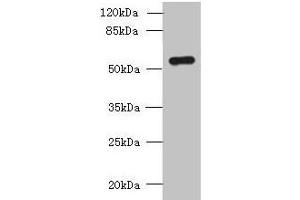 SLC38A2 Antikörper  (AA 1-76)