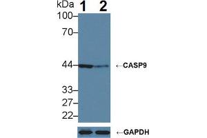 Western blot analysis of (1) Wild-type HeLa cell lysate, and (2) CASP9 knockout HeLa cell lysate, using Rabbit Anti-Human CASP9 Antibody (5 µg/ml) and HRP-conjugated Goat Anti-Mouse antibody (abx400001, 0. (Caspase 9 Antikörper  (AA 1-134))