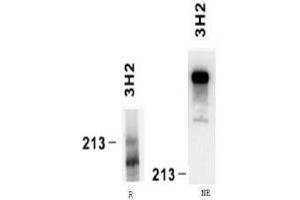 Western Blotting (WB) image for anti-Laminin, alpha 4 (LAMa4) antibody (ABIN781769) (LAMa4 Antikörper)