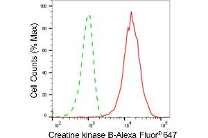 Flow cytometric analysis of Creatine kinase B expression in HeLa cells using Creatine kinase B antibody (ABIN7798162), 1:2,000). (Rekombinanter CKB Antikörper)
