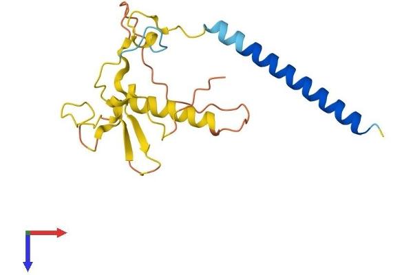 C3orf24 Protein (AA 1-177) (His tag)