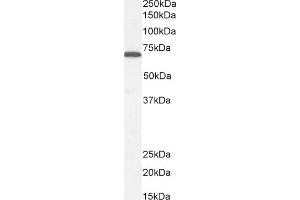 (ABIN185107) (0. (STXBP1 Antikörper  (C-Term))