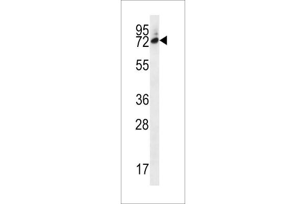 Six5 antibody  (AA 257-286)