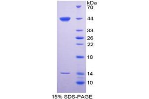 SDS-PAGE analysis of Rat SPD Protein. (SFTPD Protein)