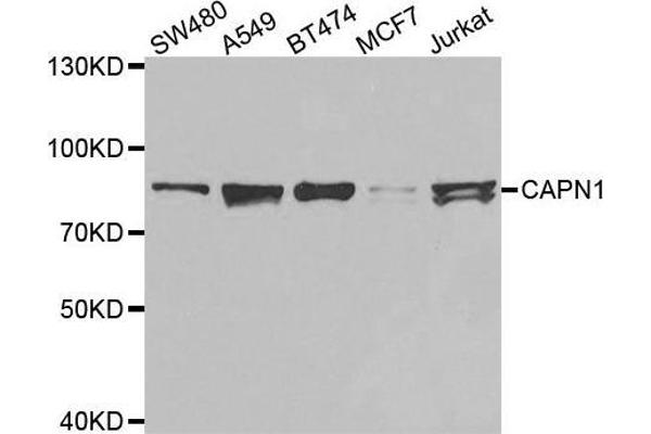 CAPNL1 Antikörper  (AA 20-330)