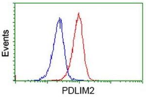Image no. 3 for anti-PDZ and LIM Domain 2 (PDLIM2) antibody (ABIN1500128)