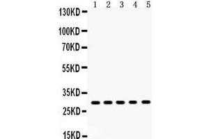 Anti- XBP Picoband antibody, Western blotting All lanes: Anti XBP1  at 0.
