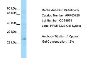 Western Blotting (WB) image for anti-Fibroblast Growth Factor 19 (FGF19) (C-Term) antibody (ABIN2789602) (FGF19 Antikörper  (C-Term))