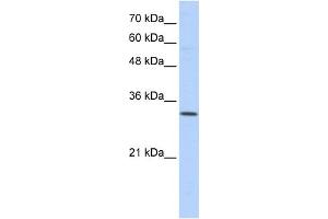 WB Suggested Anti-SFXN1 Antibody Titration:  0.