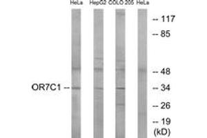 Western blot analysis of extracts from HeLa/HepG2/COLO cells, using OR7C1 Antibody.