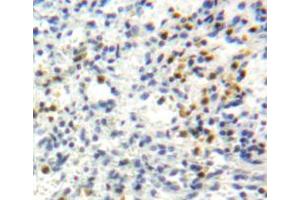 Used in DAB staining on fromalin fixed paraffin-embedded spleen tissue (Perforin 1 Antikörper  (AA 40-355))