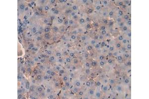 Used in DAB staining on fromalin fixed paraffin- embedded liver tissue (MST1 Antikörper  (AA 489-716))
