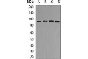 Western blot analysis of MDM2 expression in SHSY5Y (A), A549 (B), rat brain (C), rat lung (D) whole cell lysates.
