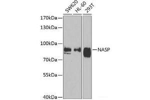 Western blot analysis of extracts of various cell lines using NASP Polyclonal Antibody at dilution of 1:1000. (NASP Antikörper)