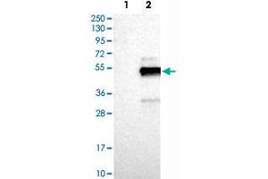 Western Blot analysis of Lane 1: negative control (vector only transfected HEK293T cell lysate) and Lane 2: over-expression lysate (co-expressed with a C-terminal myc-DDK tag in mammalian HEK293T cells) with FAIM3 polyclonal antibody . (FAIM3 Antikörper)