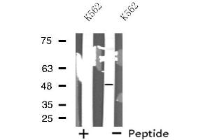 Western blot analysis of extracts from K562 cells, using MAZ antibody. (MAZ Antikörper  (N-Term))
