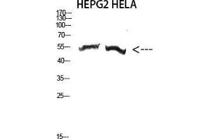 Western Blot (WB) analysis of HepG2 HeLa cells using Antibody diluted at 2000. (alpha-Tubulin 3C/D/E (C-Term) Antikörper)