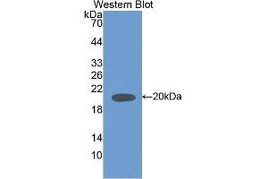 Detection of Recombinant IL18, Rat using Polyclonal Antibody to Interleukin 18 (IL18) (IL-18 Antikörper  (AA 37-194))