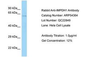 Image no. 1 for anti-Inosine 5'-Phosphate Dehydrogenase 1 (IMPDH1) (AA 479-528) antibody (ABIN6749929)