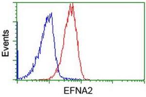 Image no. 3 for anti-Ephrin A2 (EFNA2) antibody (ABIN1497952) (Ephrin A2 Antikörper)