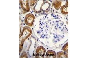 OPN-a/b Antibody (N-term) (ABIN655514 and ABIN2845029) immunohistochemistry analysis in formalin fixed and paraffin embedded human kidney tissue followed by peroxidase conjugation of the secondary antibody and DAB staining. (OPN-A,b (AA 14-40), (N-Term) Antikörper)