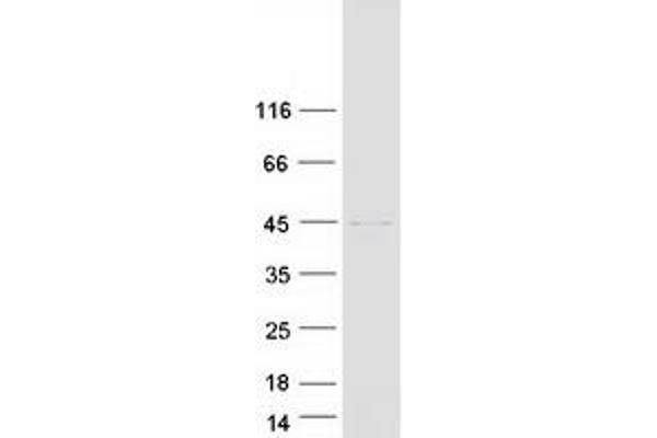 PCBP2 Protein (Transcript Variant 1) (Myc-DYKDDDDK Tag)