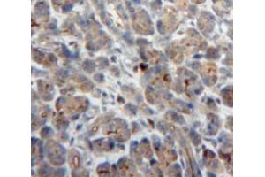 IHC-P analysis of Pancreas tissue, with DAB staining. (NCF2 Antikörper  (AA 355-526))