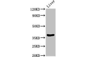 Western Blot Positive WB detected in: Rat liver tissue All lanes: DDO antibody at 3. (DDO Antikörper  (AA 37-161))