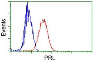 Image no. 6 for anti-Prolactin (PRL) antibody (ABIN1500429) (Prolactin Antikörper)