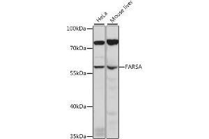 Western blot analysis of extracts of various cell lines, using FARSA antibody (ABIN7269266) at 1:1000 dilution. (Phenylalanyl-tRNA Synthetase, alpha Subunit (FARSA) (AA 210-486) Antikörper)