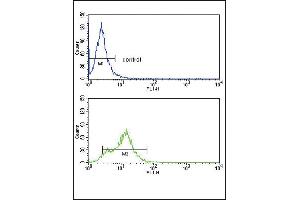 ACVRL1 Antibody (C-term) (ABIN392242 and ABIN2841933) flow cytometry analysis of HepG2 cells (bottom histogram) compared to a negative control cell (top histogram). (ACVRL1 Antikörper  (C-Term))