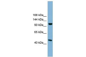 C17ORF71 antibody used at 1 ug/ml to detect target protein.