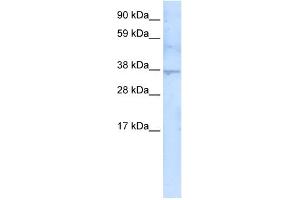 WB Suggested Anti-SIRT3 Antibody   Titration: 5 ug/ml   Positive Control: Fetal thymus