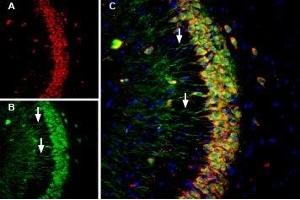 Multiplex staining of Calnexin and Presenilin-1 in mouse hippocampus - Immunohistochemical staining of perfusion-fixed frozen mouse hippocampal sections using Anti-Presenilin-1-ATTO Fluor-488 Antibody (ABIN7043553), (1:60) and Anti-Calnexin-ATTO Fluor-594 Antibody (ABIN7043022), (1:60). (Presenilin 1 Antikörper  (3rd Intracellular Loop) (Atto 488))