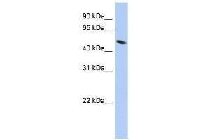 ZNF793 antibody used at 0. (ZNF793 Antikörper  (Middle Region))