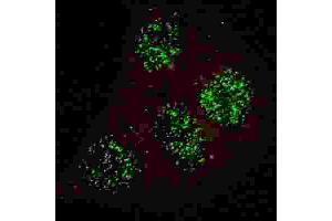 Immunofluorescence (IF) image for anti-GATA Binding Protein 6 (GATA6) (pTyr271) antibody (ABIN3001951) (GATA6 Antikörper  (pTyr271))