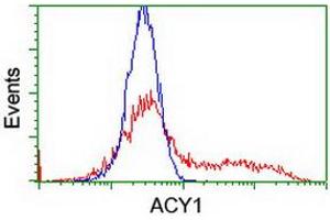 HEK293T cells transfected with either RC201284 overexpress plasmid (Red) or empty vector control plasmid (Blue) were immunostained by anti-ACY1 antibody (ABIN2454790), and then analyzed by flow cytometry. (Aminoacylase 1 Antikörper)