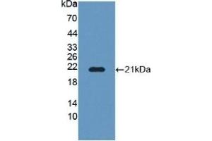 POFUT1 Antikörper  (AA 238-388)