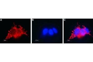 Immunocytochemistry (ICC) image for anti-Gap Junction Protein, beta 2, 26kDa (GJB2) (AA 100-112), (Intracellular) antibody (ABIN7043203)