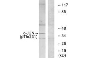 Western Blotting (WB) image for anti-Jun Proto-Oncogene (JUN) (AA 201-250), (pThr231) antibody (ABIN482169) (C-JUN Antikörper  (pThr231))