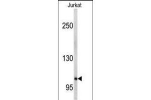 Western blot analysis of anti-EphA5 Antibody (C-term) (ABIN391893 and ABIN2841712) in Jurkat cell line lysates (35 μg/lane). (EPH Receptor A5 Antikörper  (C-Term))