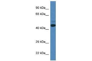 Western Blot showing SPRYD3 antibody used at a concentration of 1 ug/ml against Fetal Heart Lysate (SPRYD3 Antikörper  (N-Term))