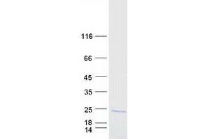 PLA2G12B Protein (Myc-DYKDDDDK Tag)