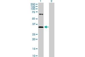 Western Blot analysis of IMPA1 expression in transfected 293T cell line by IMPA1 MaxPab polyclonal antibody. (IMPA1 Antikörper  (AA 1-277))
