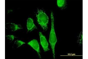 Immunofluorescence of purified MaxPab antibody to PDCD8 on HeLa cell. (AIF Antikörper  (AA 1-613))