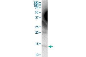 APOC4 MaxPab rabbit polyclonal antibody. (APOC4 Antikörper  (AA 1-127))