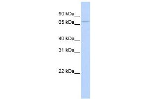RBM35B antibody used at 1 ug/ml to detect target protein. (ESRP2 Antikörper  (N-Term))